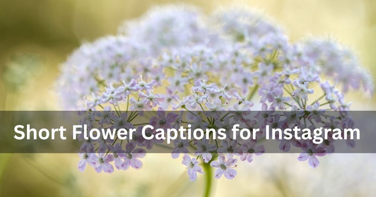 Short Flower Captions for Instagram