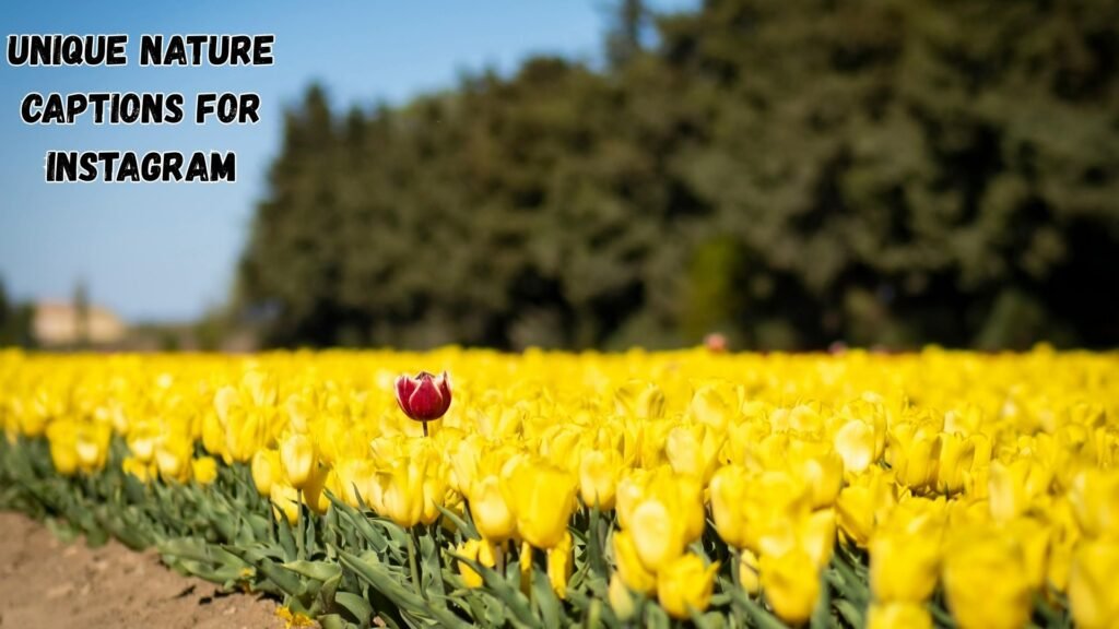 Unique Nature Captions for Instagram 